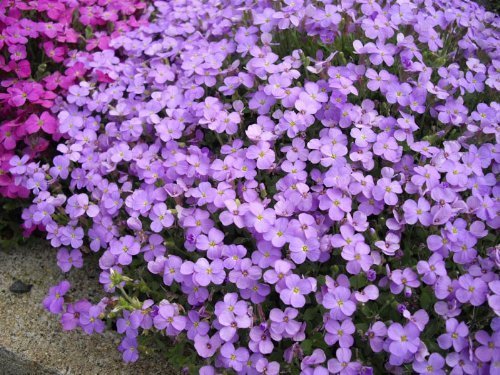 Pack x6 Aubretia 'Royal Blue Cascade' Perennial Garden Plug Plants