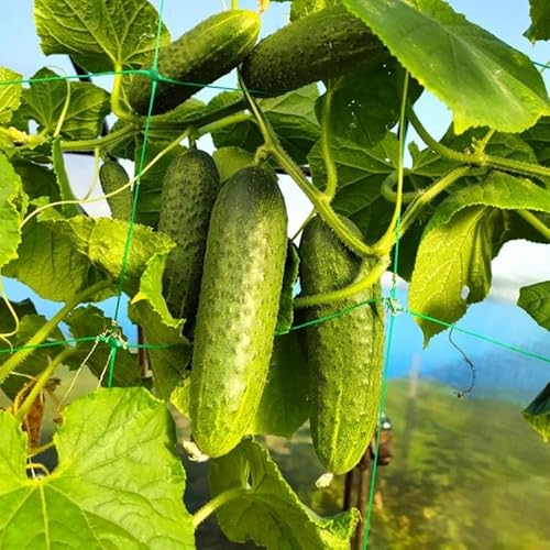 Marketmore Cucumber Plants in 4 Inch Pot, 2 Plants per