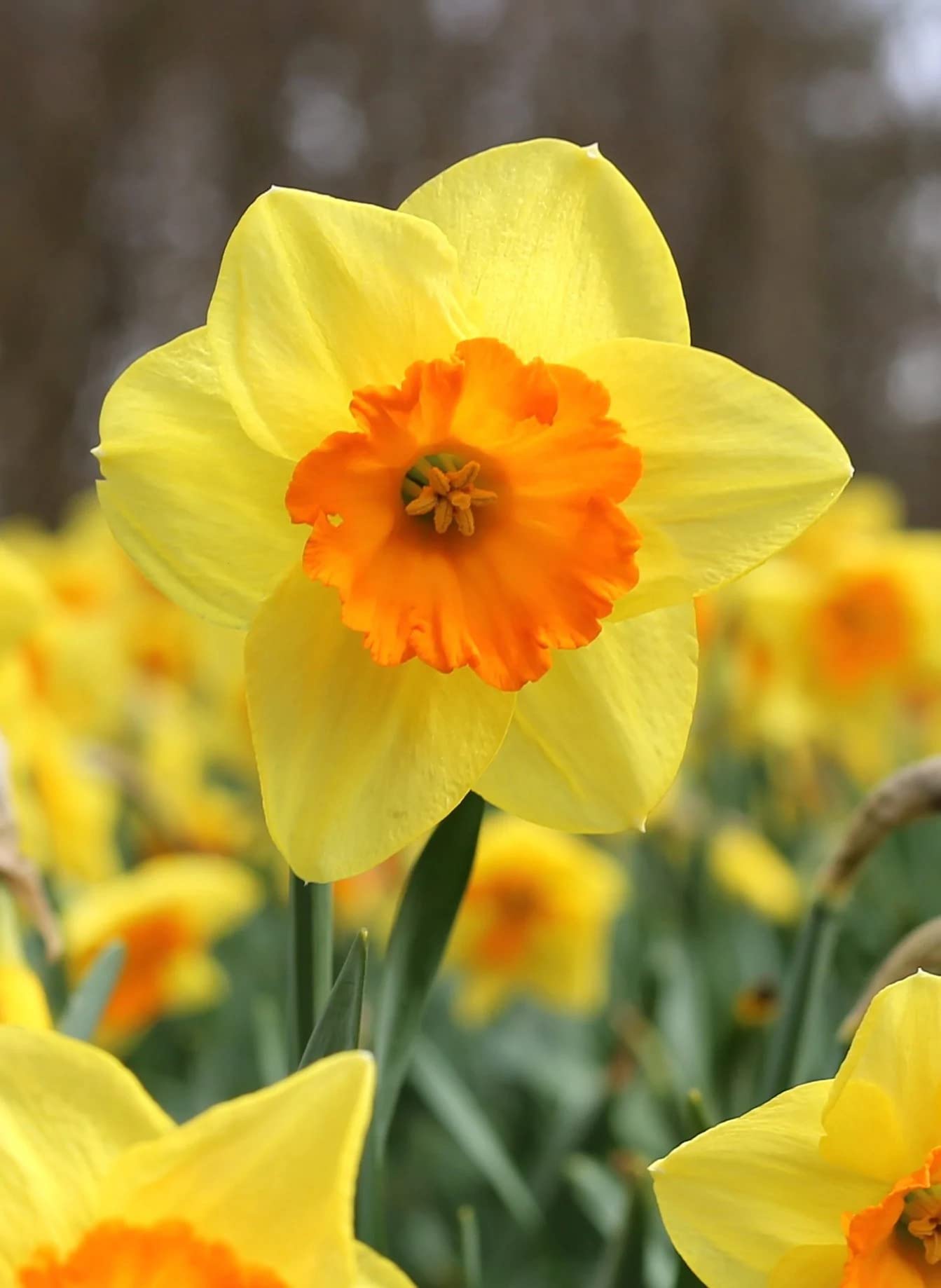 Udanta® Paperwhite l Daffodil/Narcissus Imported Flower with Sweet Fragrance (2 Bulbs)-image-14