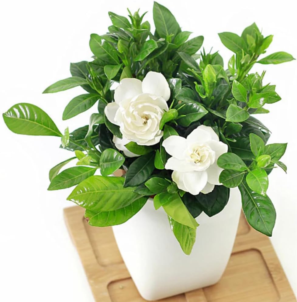 2 Cape Jasmine Plants Live, Gardenia Plants Live, Frost Proof Plant 4 to 6 Inc Long Zone 6 to 11