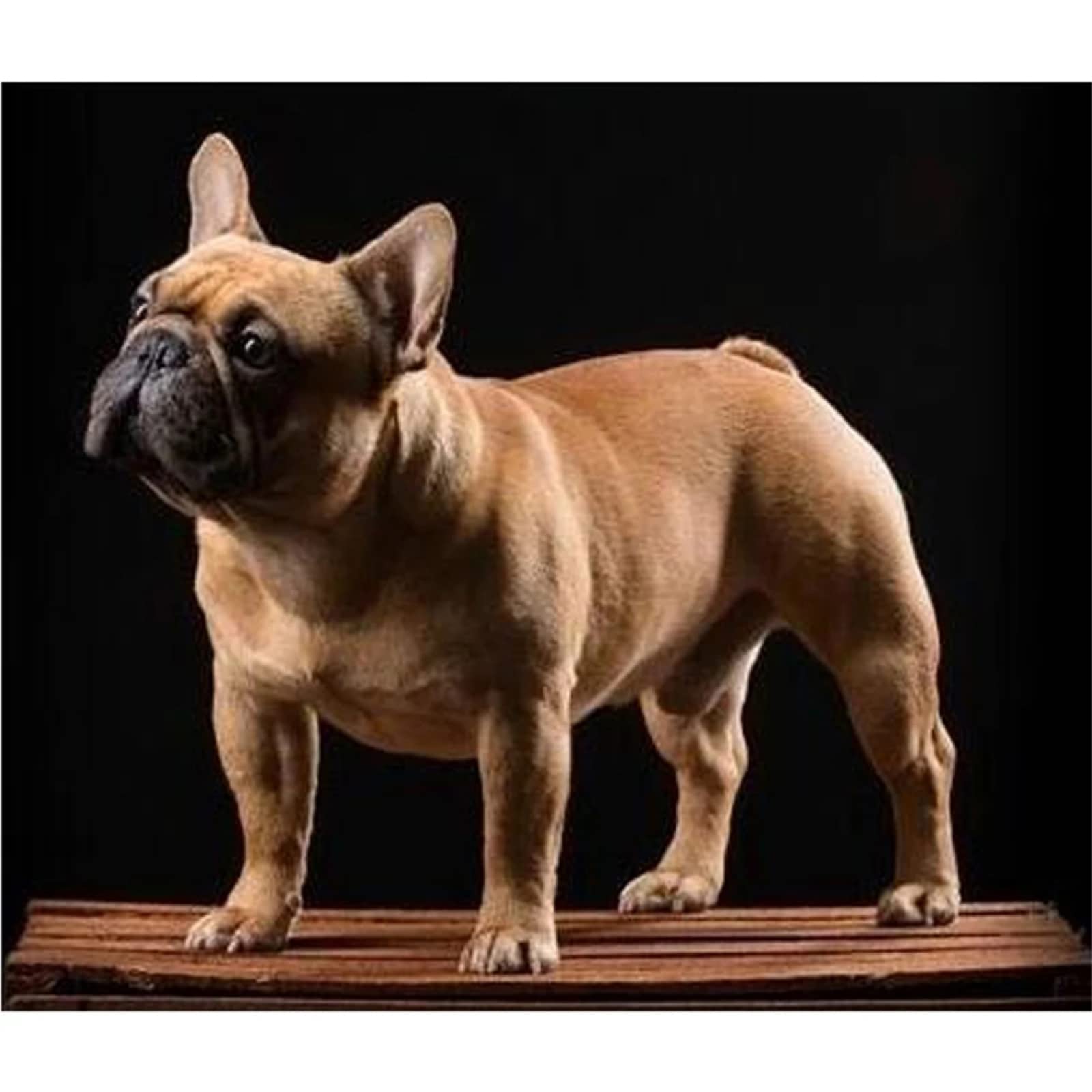 DIY 5D Diamant Peinture par numéro kits Chien Bouledogue Forage Complet Broderie diamant Painting Strass point de croix Travaux manuels Salon Chambre Décoration mural 80x120cm/32x48inch Square drill