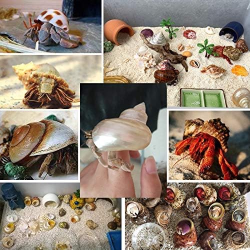 Hermit Crab Shells Turbo Shells 3PC Natural Medium to Small Hermit Crab Shells 1