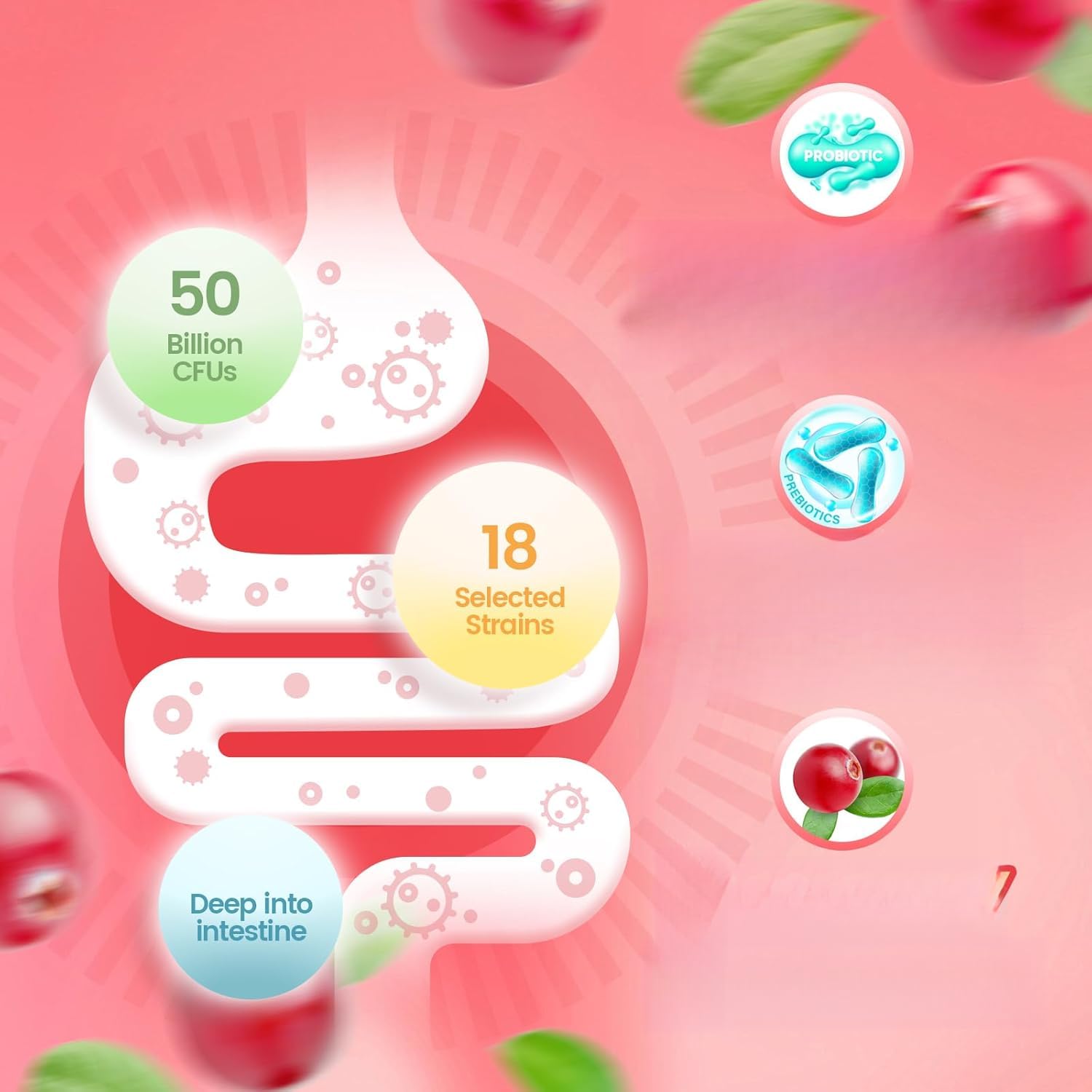 Canneberge vaginal femelle probiotique