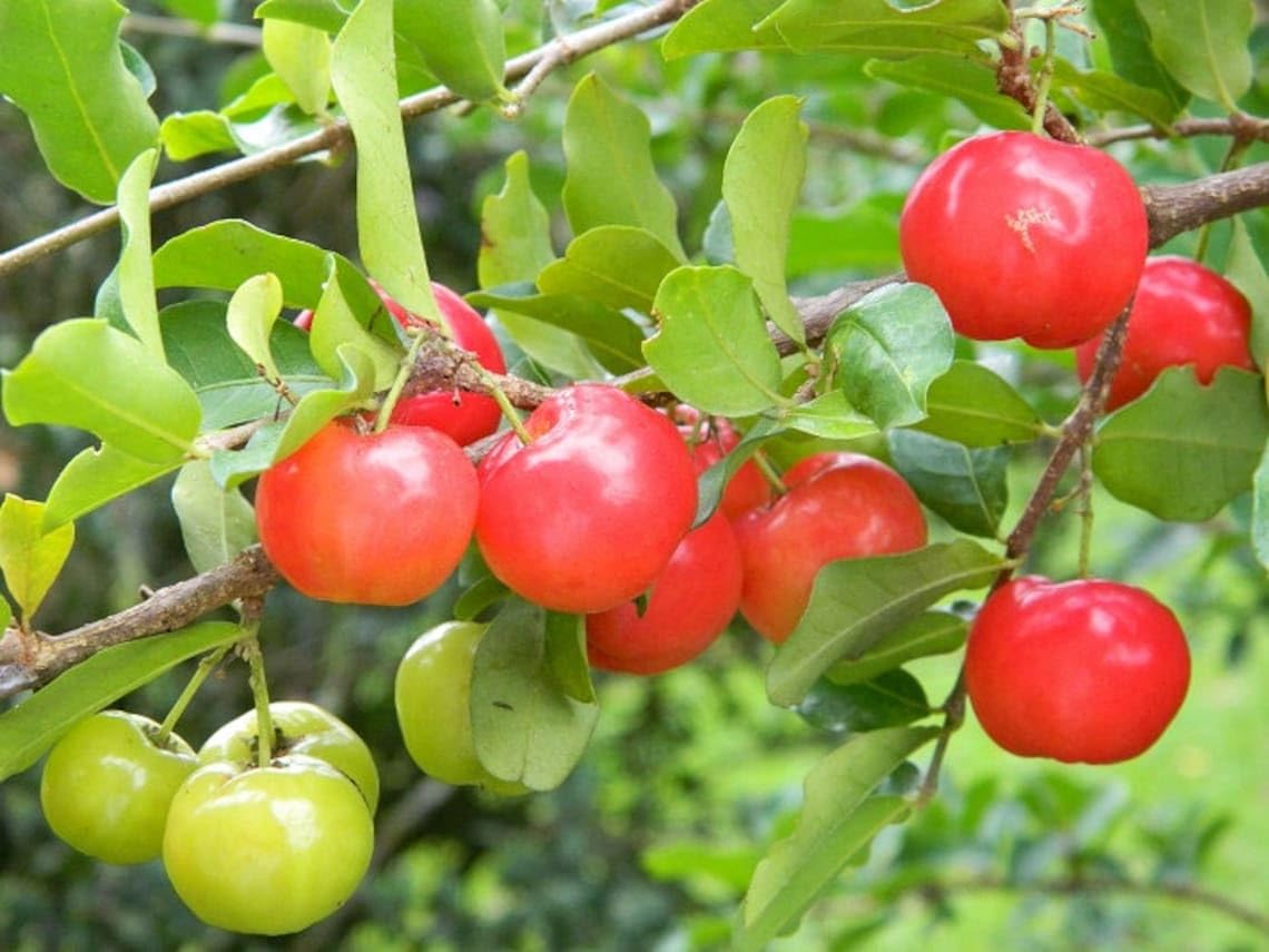 Barbados Super Tasty Cherry Fruit Plant & Tree (1.5-3.5 Ft Hight) For Home Gardening Barbados Red Cherry Live Fruit Plant (Hybrid, Pack Of 1) (B0D45D7438) Amazon Price History, Amazon Price Tracker