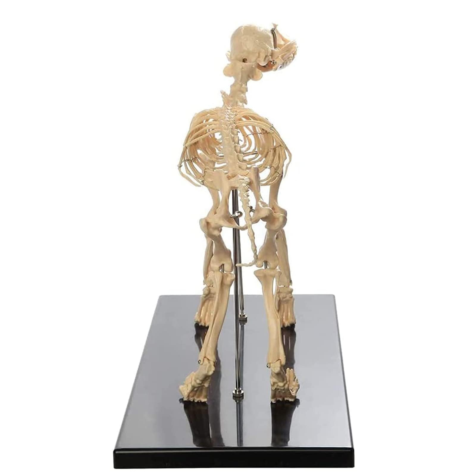 model anatomiczny, Model kości szkieletu psa, nauczania anatomii zwierząt psów, szkielet z PVC, anatomiczny dla biologii człowieka, weterynaryjne narzędzie demonstracyjne