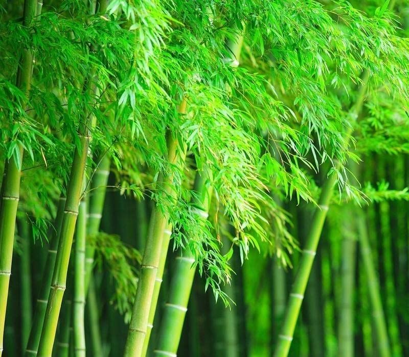 Buy Giant Bamboo for ing 500+ Exotic and Fast Growing Giant Bamboo, Privacy Screen Online at