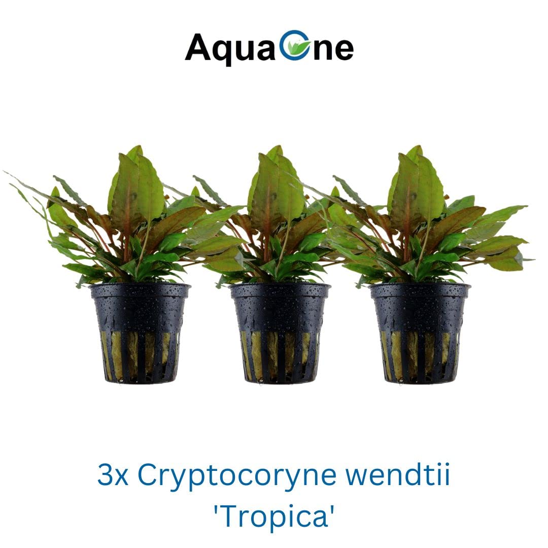 AquaOne Aquarium Pflanze 3 Stück Cryptocoryne wendtii 'Tropica' I Wasserpflanze Aquariumpflanze Rosette voll durchwurzelt einfach pflegeleicht Aquascaping Dekoration