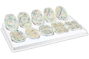 Vision Scientific VAA509 Animal Meiosis 3D Model