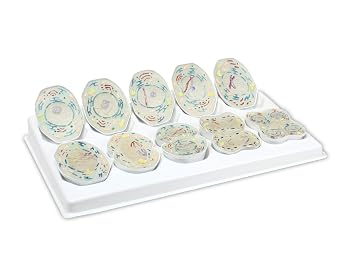 Jackson Global JS00136 Animal Meiosis 3D Model | 10 Stage Meiosis Demonstration | Biology Classroom Cell Division Display | Detailed Open Cell Organelles | Pieces Equipped with Stand | W Manual