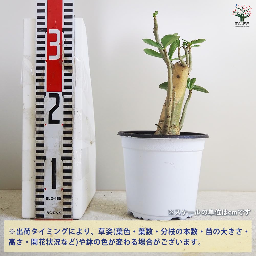 Amazon｜ITANSE アデニウム セネガル産 花複色 1個売り