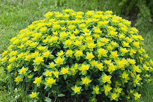 Wolfsmilch 20 Samen, Euphorbia polychroma (Cushion Spurge)
