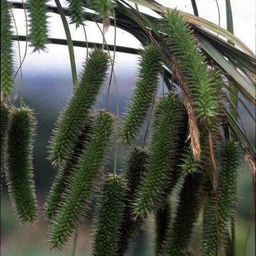 Plant World Seeds - Carex 'Triffid' Seeds