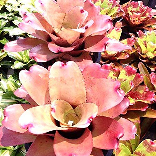 Bloom Green Co. 100 Stck Rare Bromelie Gemse- und Obstgarten Sukkulenten  Mini-Kaktus Tpfe Natur Wachstum Seedsfor Home Garten Bepflanzung: 8 :  Amazon.de: Garten