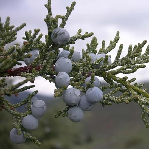 Juniperus scopulorum (Rocky Mountain Juniper, Rocky Mt. Juniper) Tree Seeds, Large-Sized Evergreen Tree, Small, Berry-Like Cones, Seeds by MySeeds.Co, You Choose The Amount (Trial Packet Size)