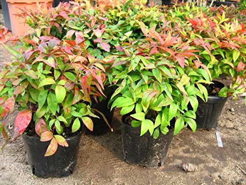 Amazon | オタフクナンテン(お多福南天) 5本セット （植え付け方付