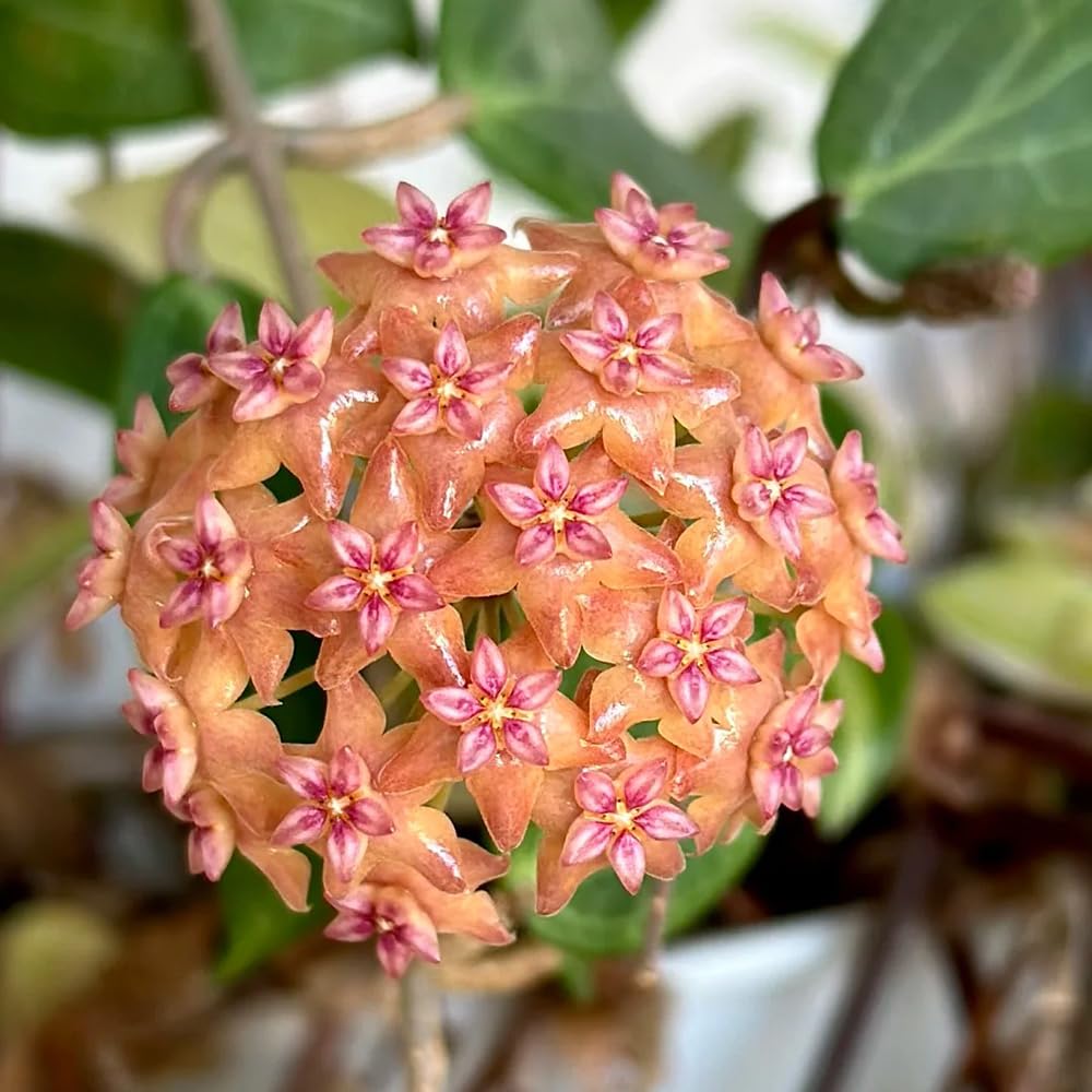 Plantas Hoya duraderas para balcones fríos y salones, pack de 5 unidades muy fuertes