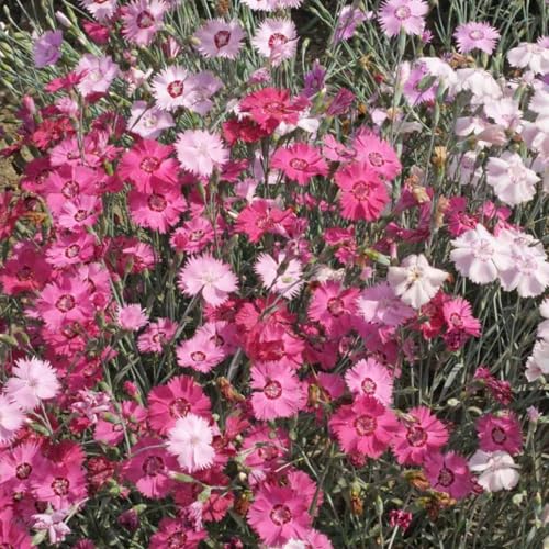 Cottage Pinks Dianthus 250 Mg ~250 Seeds – Perennial Ground