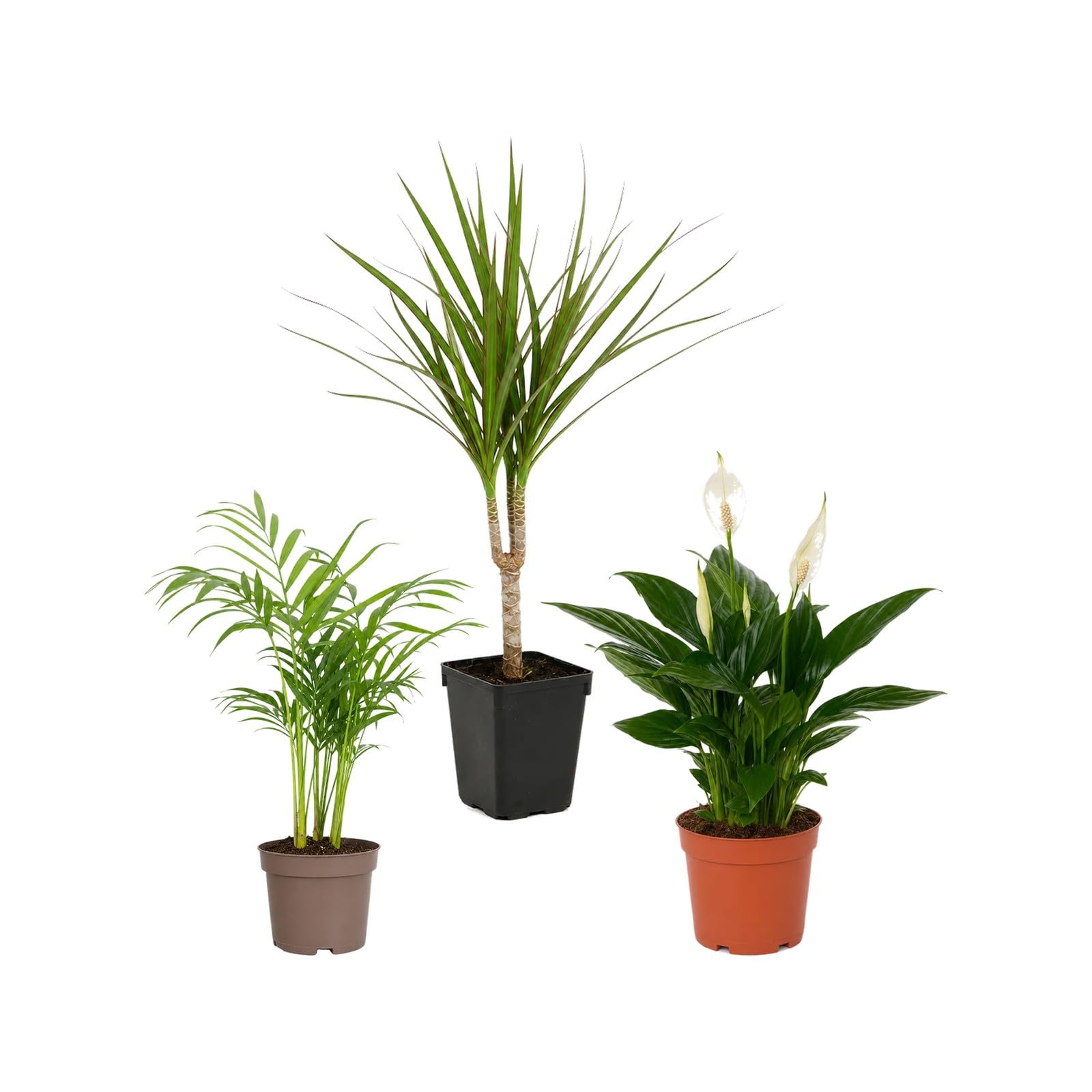 DECOALIVE Pack 3 Plantas de Interior: Palma areca, Drácena y Espatifilo