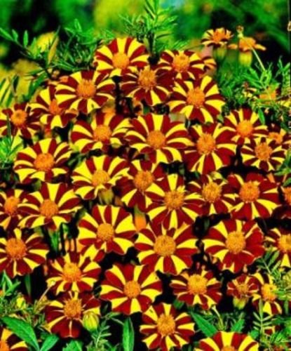Corte Juster MarigoldTagetes patula Nana Single 50 Semi