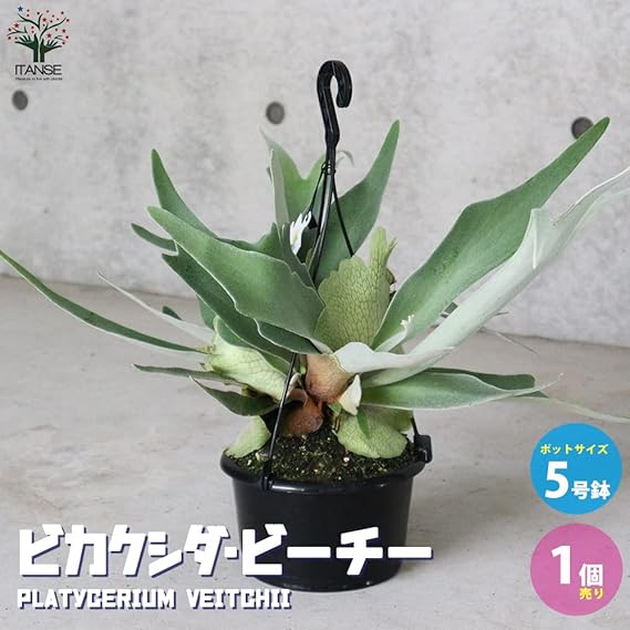 Amazon Co Jp ビカクシダ コウモリラン 品種 ビーチー 5号吊り鉢 品種で選べる観葉植物 1個売り 学名 Platycerium Veitchii ウラボシ科ビカクシダ属 別名 麋角羊歯 ビカクシダ コウモリラン プラティケリウム ビフルカツム ネザーランドまたはネザランズ 原生地