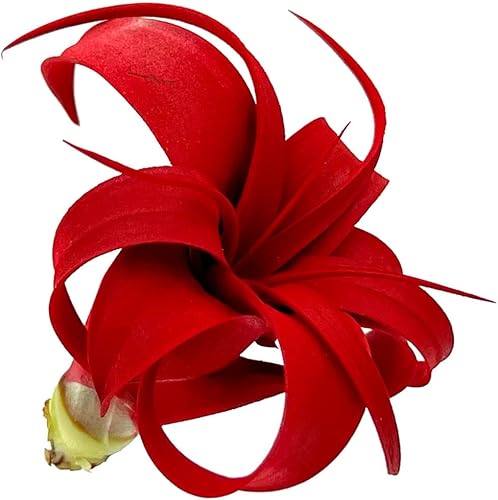 Miniatura 2 de ragnaroc Plantas de aire  Tillandsia Xerographica Pup teñido, grande 2-4 pulgadas (Jule Red)  1ct  Llegada viva garantizada  Plantas de interior