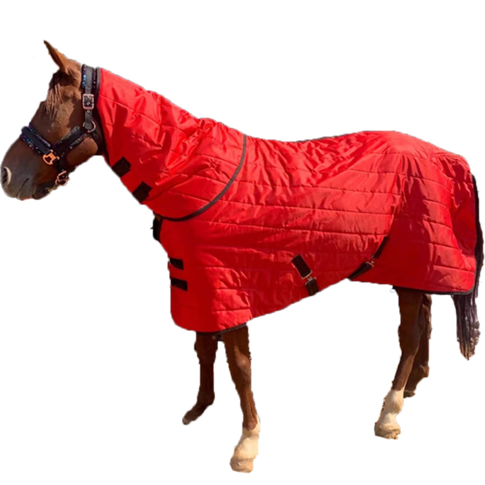 Couvertures de chevaux pour l'hiver au pré par grand froid