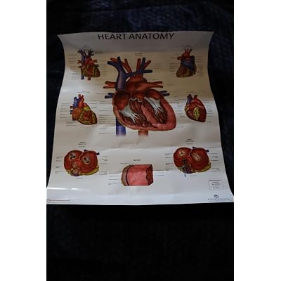 Anatomy Lab Human Heart Poster, LAMINATED, 17.3 x Chile | Ubuy