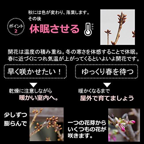 【秋から冬は落葉します】桜・・・そう聞くだけで心和む景色を貴方のもとへ【桜（旭山桜）の苔玉・くらま器・敷石セット】 【通夜】 (敷石の色（白色
