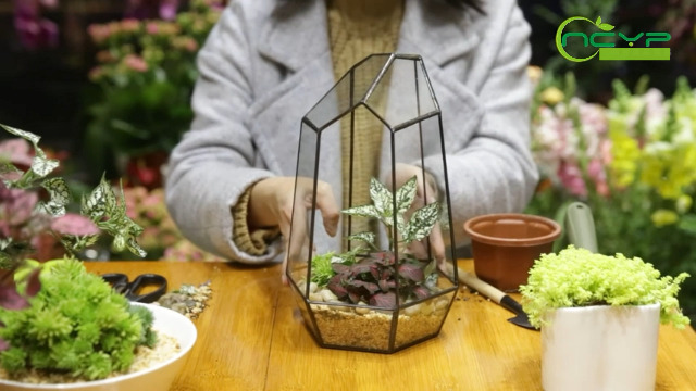 Terrario Acrilico 12x12x20cm Per Insetti - 360° Trasparente, 318 Fori Di Ventilazione, Per Ragni, Scorpioni - Foto 10