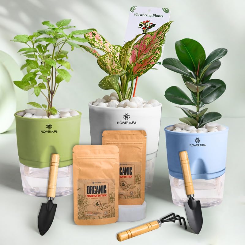 Combo of 3 (Tulsi, Rubber & Pink Aglaonema) Plants in Self Watering Pots with Manure & Tool Kit for Living Room, Balcony, Home/Office Decor | Premium Gifting | Improving Air Quality
