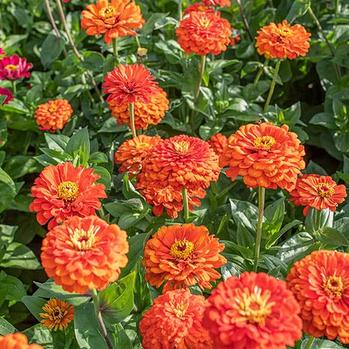 Audbhidhi Seeds | Zinnia Orange Flower Seeds All Colours | Zinnia Orange Color Flower Seeds | Zinnia Orange Flower Seeds Hybrid | Zinnia Orange Flower Seeds For Planting Live Seeds pack of 10 seeds