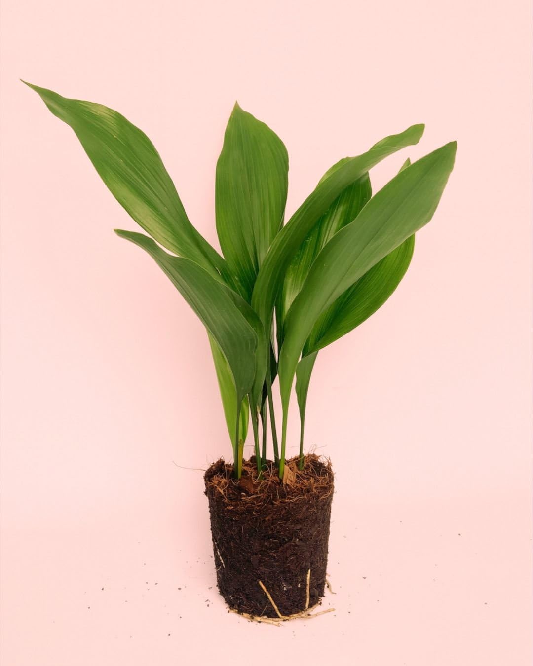 Aspidistra elatior | Planta natural de interior resistente, pet friendly y de poca luz | Pur Plant