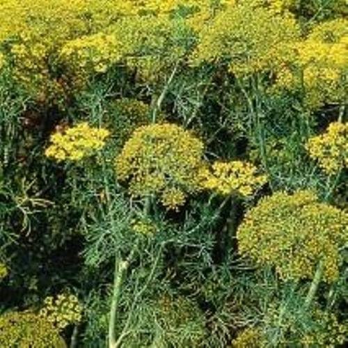 Herb Seeds Dill Fernleaf 200 Seeds Amazon.co.uk Garden