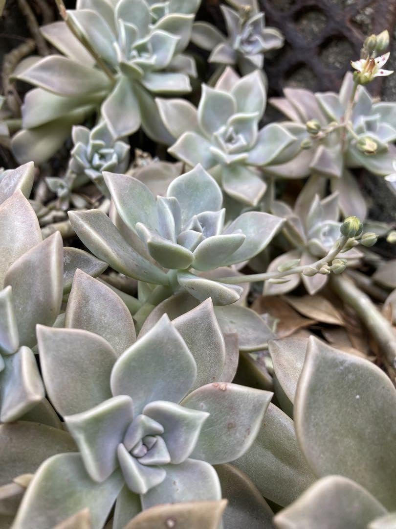 Amazon.co.jp: 多肉植物 朧月 カット苗 : DIY・工具・ガーデン