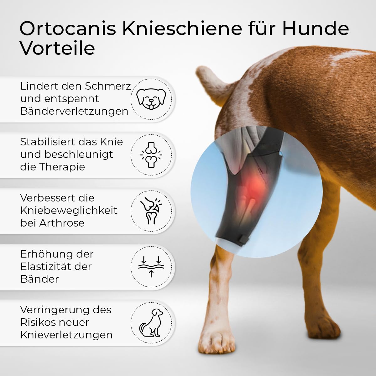 Ortocanis - Kniebandage Hund Hinterbein für das Linke Bein - Hergestellt aus Neopren ARD - Bei Kreuzbandriss, Bänderverletzungen, Patellaluxation oder Osteoarthritis - Größe Medium (11,5-12,2")