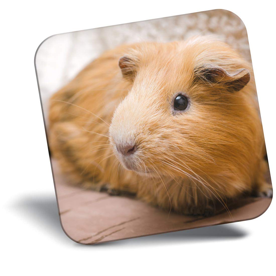 Destination Vinyl ltd Fridge Magnet - Ginger Guinea Pig Pet Piggy for Office, Cabinet and Whiteboard, Magnetic Stickers, 45155