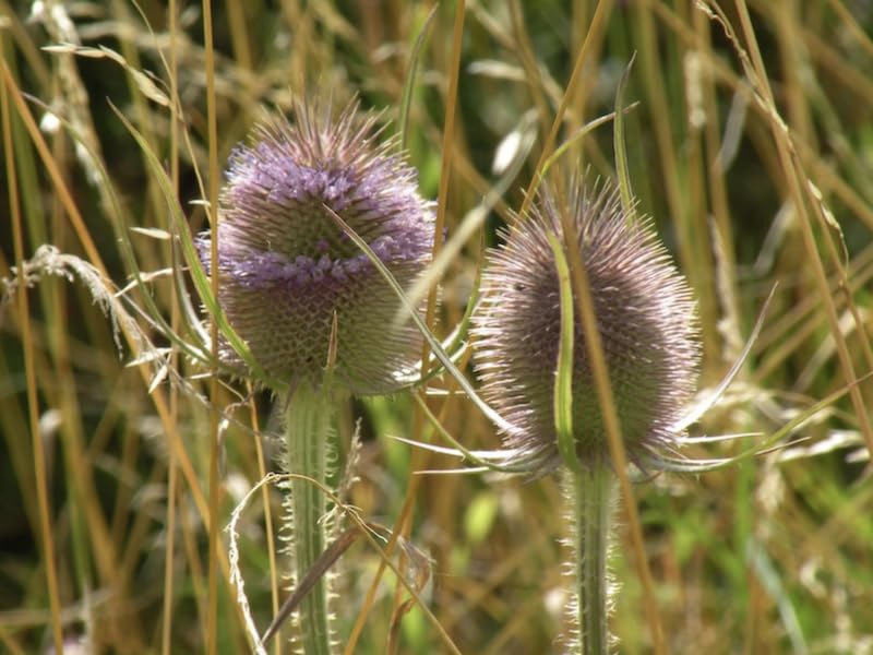 Dipsacus fullonum | Teasel | 6 Plug Plants | Wildflower