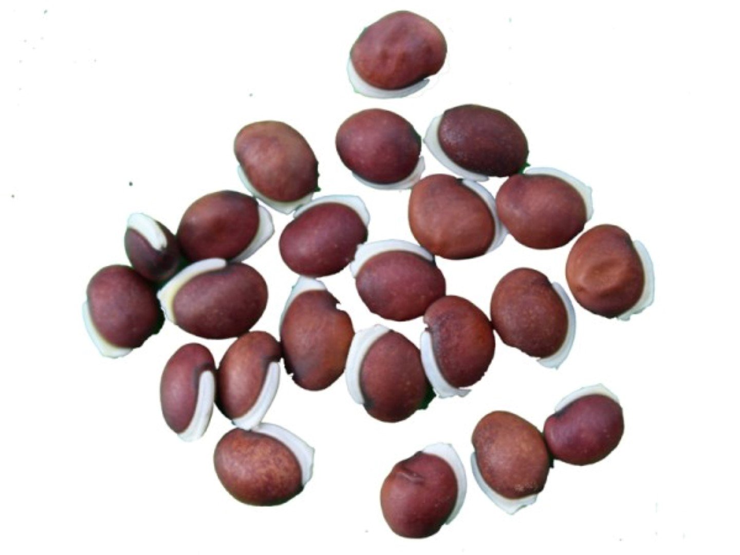 Avarai seeds pack of 2 (B06XZ478M8) Amazon Price History, Amazon Price Tracker