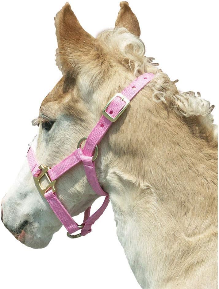 Intrepid International Foal Halter