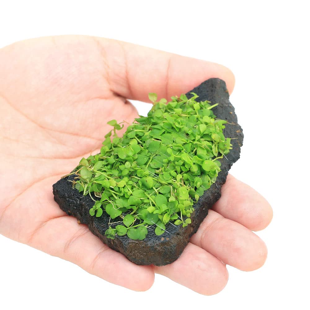 【メルカリ便】ニューラージパールグラス付き軽石　22×12×23cm メルカリ便】ニューラージパールグラス付き軽石 22×12×23cm