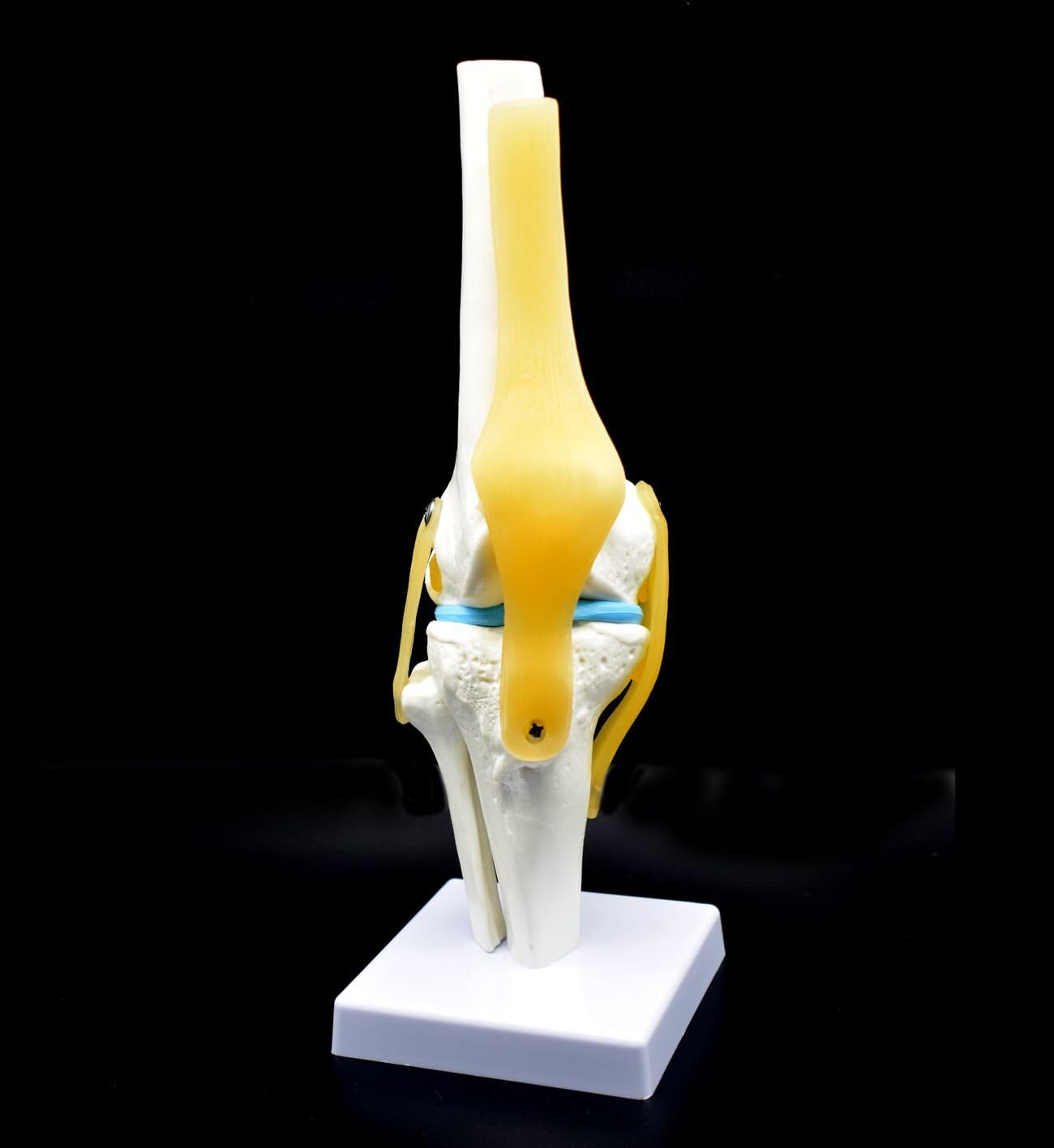 Human Knee Joint Model with Ligaments, Flexible, Anatomically Accurate Knee Skeleton Model Life Size Human Skeleton Anatomy for Science Classroom Study Display Teaching Medical Model 12.2 Inch Hight