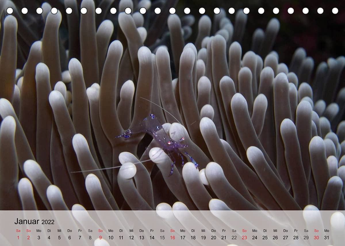 Die Welt der Riffe. Seesterne, Korallen, Anemonen (Tischkalender 2022 DIN A5 quer): Die erstaunlichen Gärten und Blütenformen der Meere (Monatskalender, 14 Seiten ) (CALVENDO Tiere)