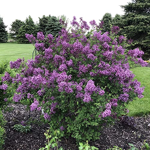 Chuxay Garden Dark Purple Lilac Seed 50 Seeds Bloomerang Lilacs Deciduous Tree Adding A Decorative Appeal Excellent Addition To Garden #TOP5
