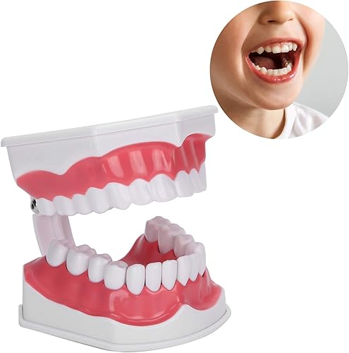 Miniatura 2 de Modelo de dientes de enseñanza dental, modelo de dientes estándar de aumento 2X, modelo de demostración de Typodont, modelo de dientes de boca para