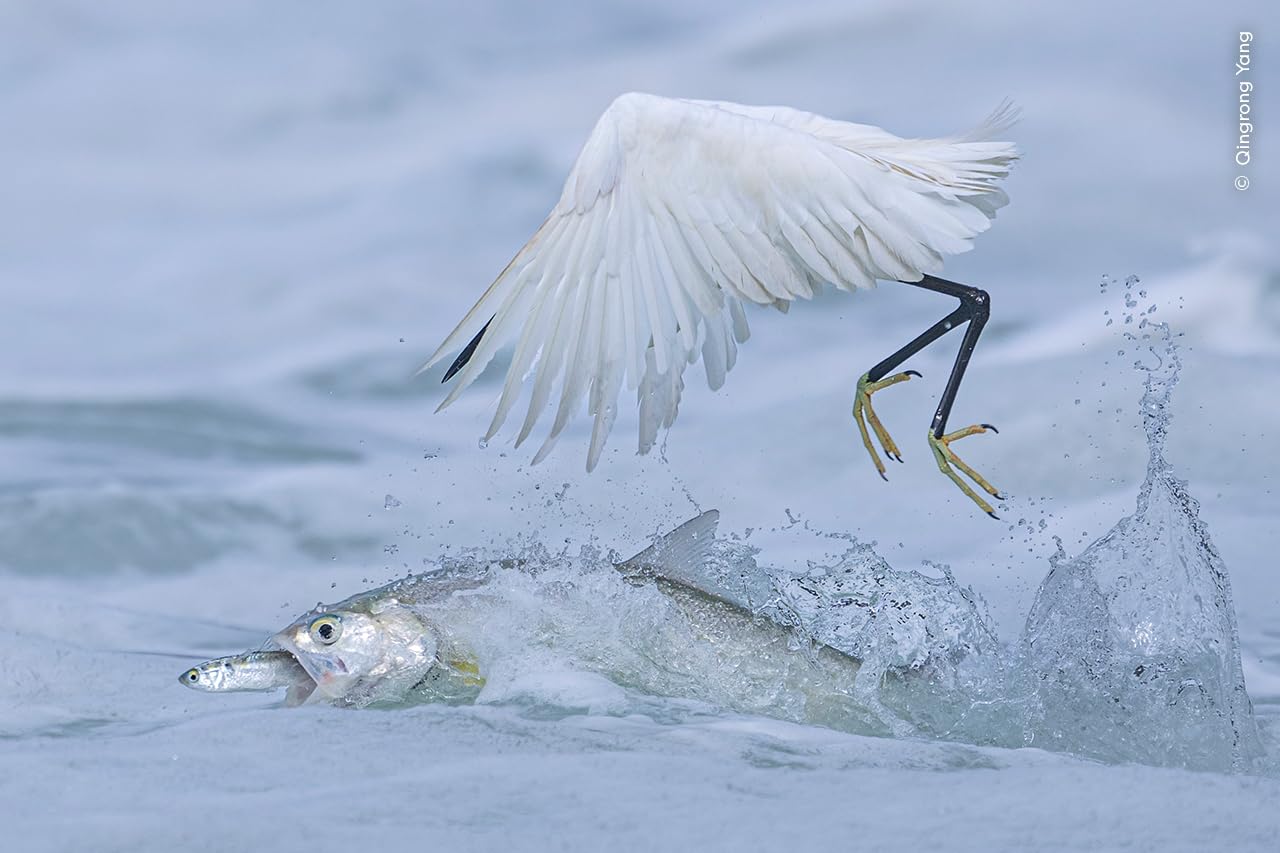 Wildlife Fotografien des Jahres - Portfolio 35