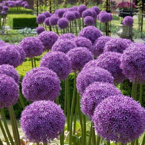 300+ Allium Giganteum Seeds for Planting Perennial Allium Giganteum Seeds Ornamental Onion Rabbit & Deer Resistant Drought Tolerant