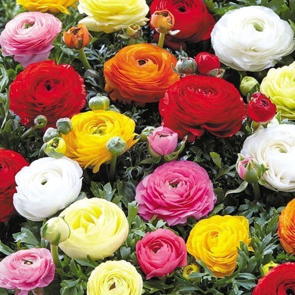 秋植え球根 ラナンキュラス ミックス(無選別) 250ml / 国華園 26年秋商品
