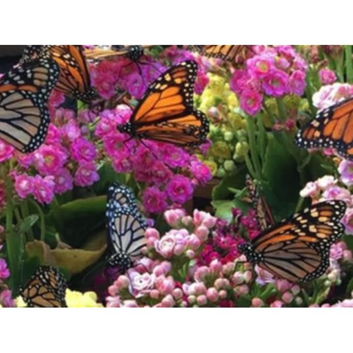 Buy Butterfly Garden 15 Live Perennial Plants. Cool Colors. Attracts