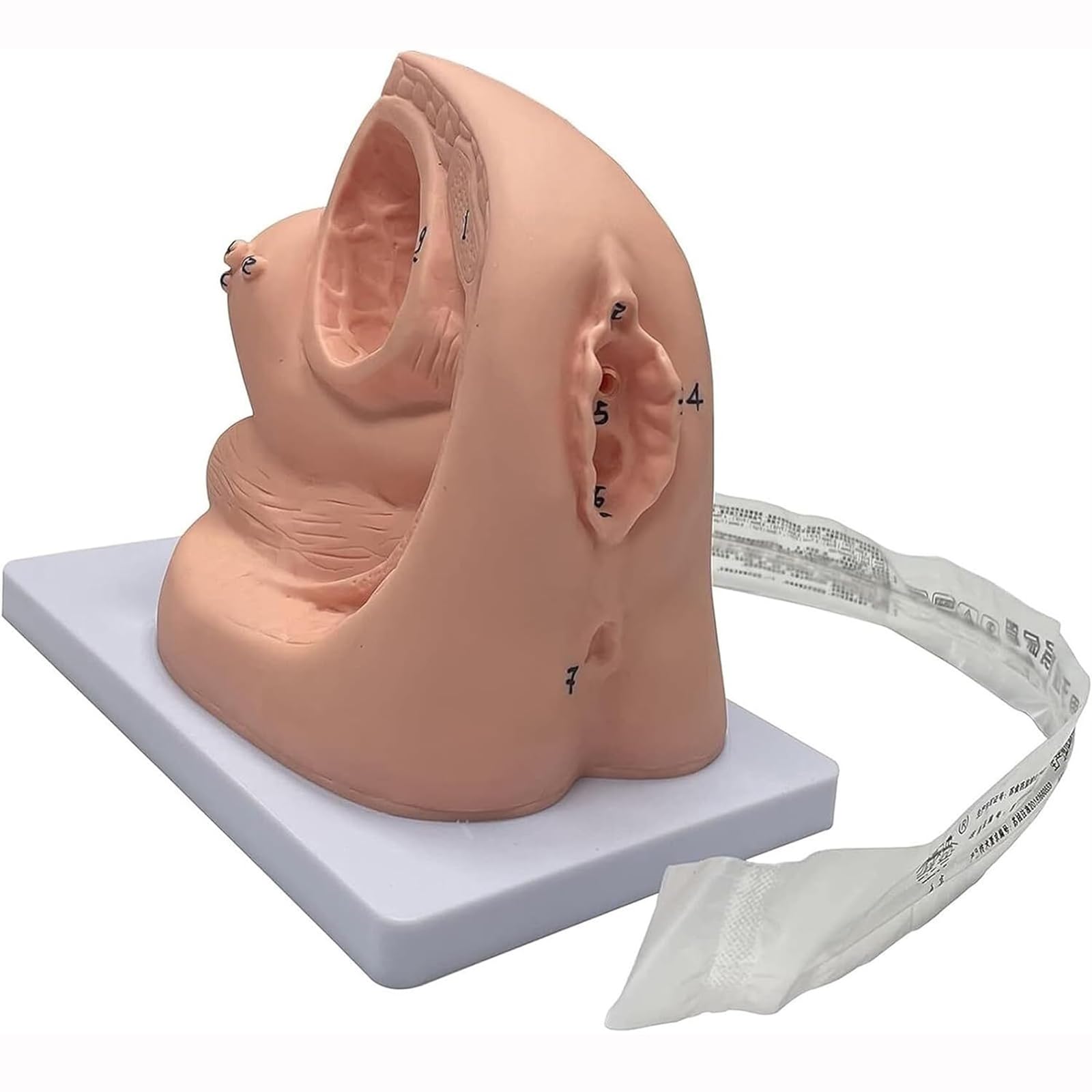 Modèle de cathétérisme Interne et Externe féminin, Mannequin d'enseignement Modèle de cathétérisme pour la gynécologie Aides à la Formation pédagogique médicale