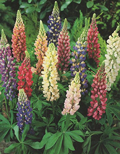Lupinen Russel Hybrids gemischt5 Wurzelstöcke Staude Lupine